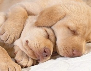 cachorros durmiendo